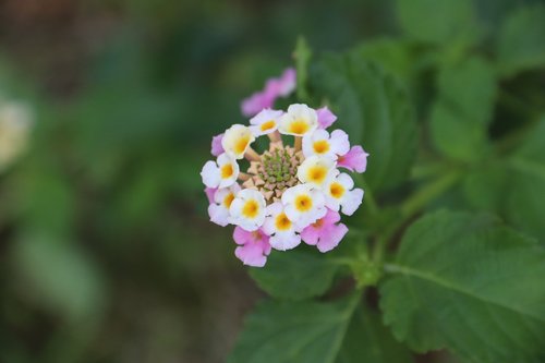 flower  bud  bloom