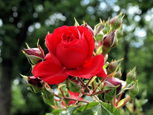 flower  rose  red
