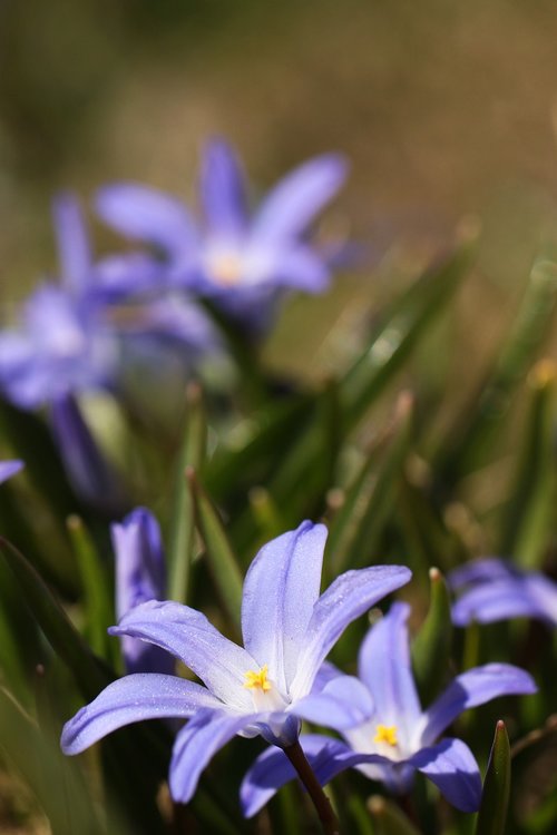 flower  spring  nature