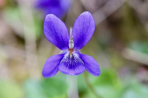 flower  purple flower  violet