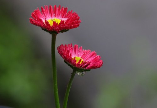 flower  red  supplies