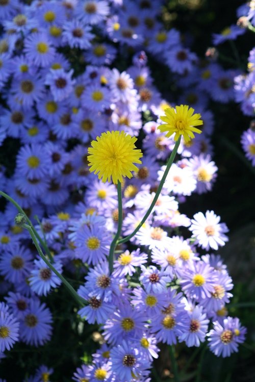 flower  garden  colors