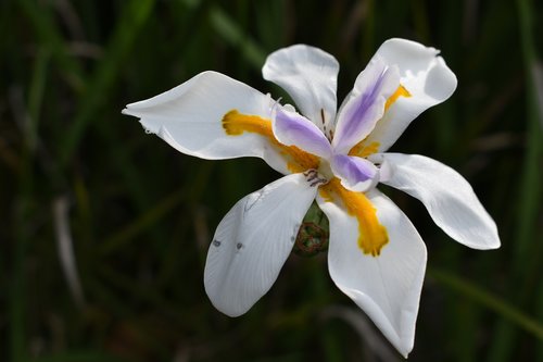 flower  flowers  spring