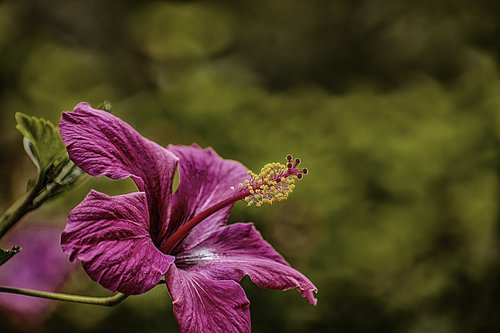 flower  nature  plant