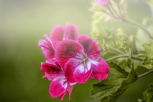 flower  nature  plant