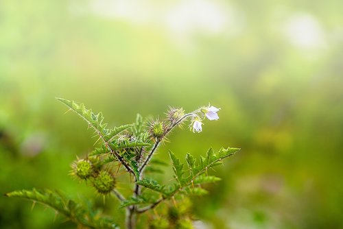 flower  nature  plant