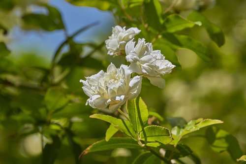 flower  garden  spring