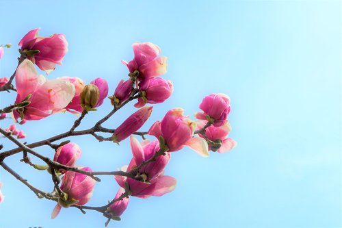 flower  magnolia  nature