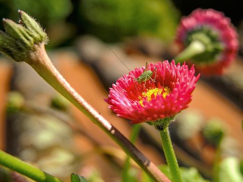 flower  bellis  insect
