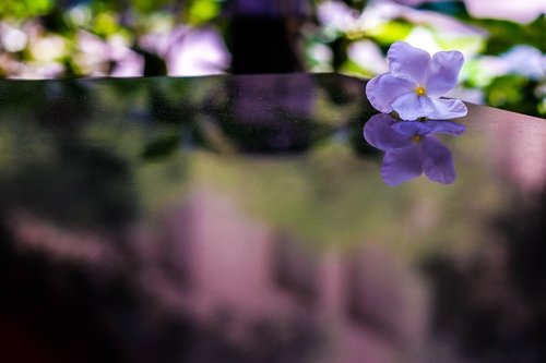 flower  reflection  bloom