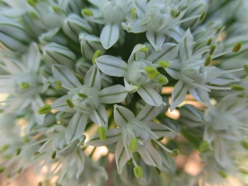 flower  macro  white