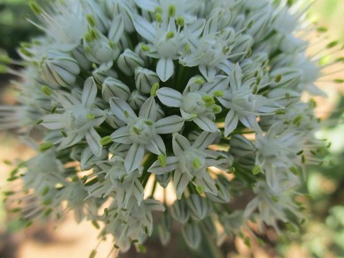 flower  white  spring