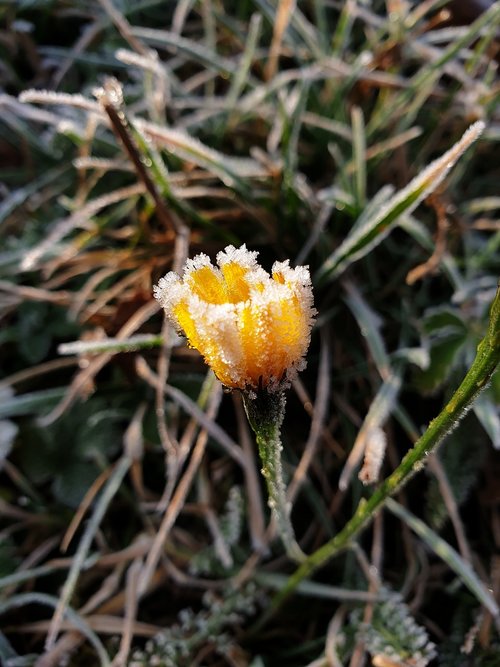 flower  mountain  yellow