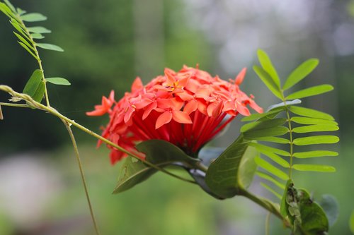 flower  ixora  red