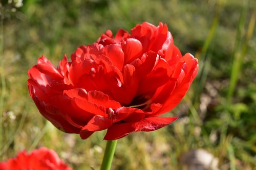 flower  red tulip  red flower