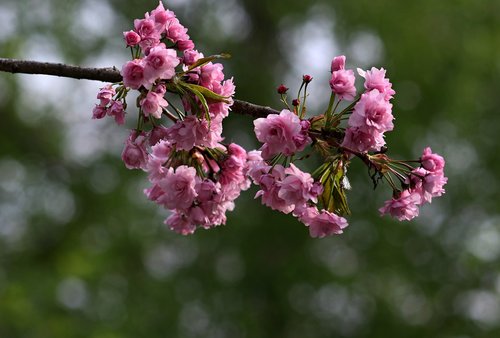 flower  pink  tree