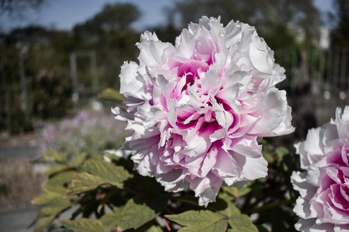 flower  white  purple