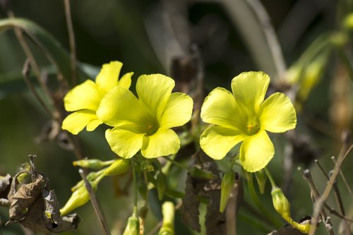 flower  yellow  flowers