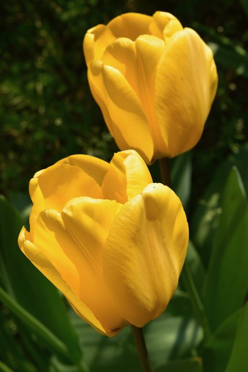 flower  yellow flowers  yellow tulips