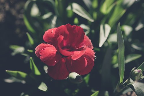 flower  carnation  red