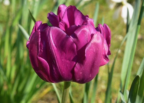 flower  flower tulip  tulip color purple