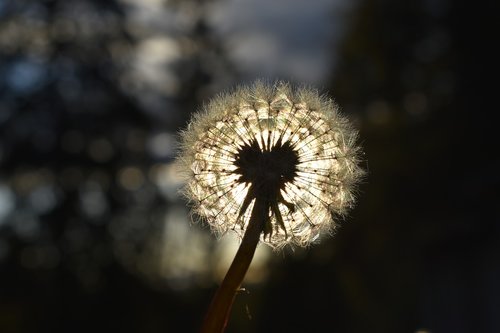 flower  sun  dandelion