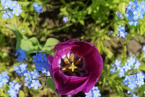 flower  flowers  tulip