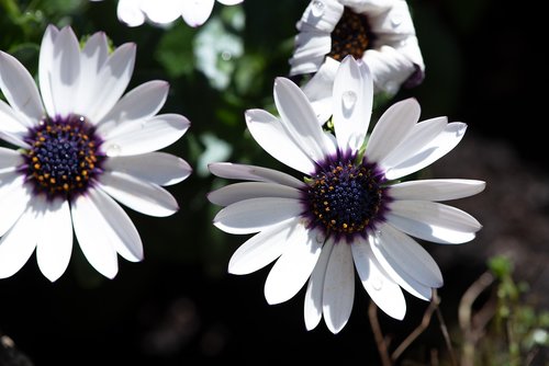 flower  flowers  white