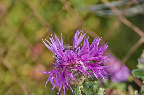 flower  insect  nature