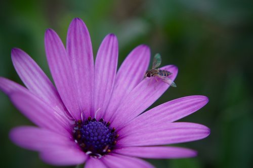 flower  bee  pollination
