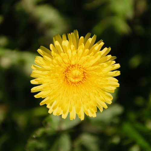 flower  yellow  dandelion