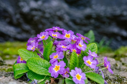 flower  thinking  violet