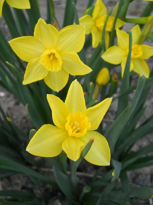 flower  yellow  spring