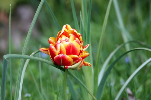 flower  garden  nature