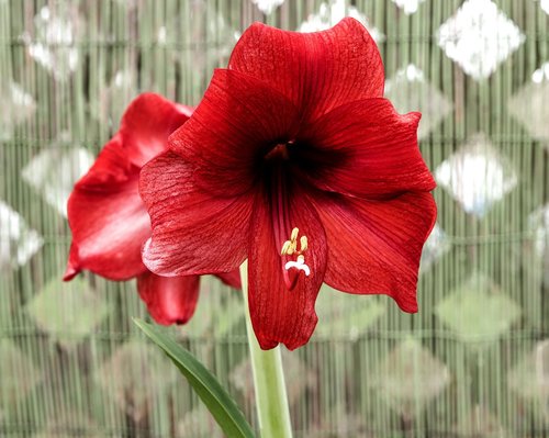 flower  amaryllis  red