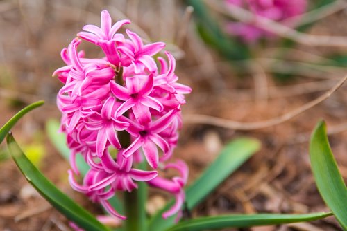 flower  pink  nature