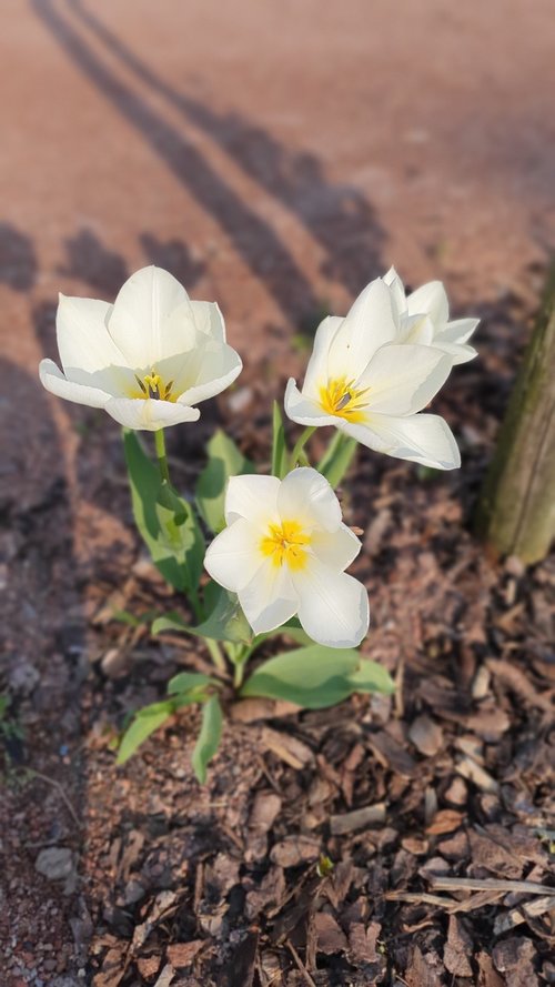 flower  plant  blossom