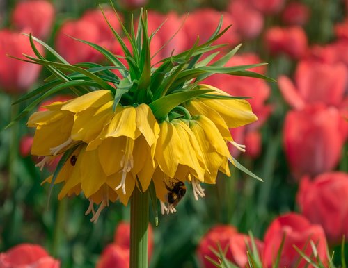 flower  plant  flowers