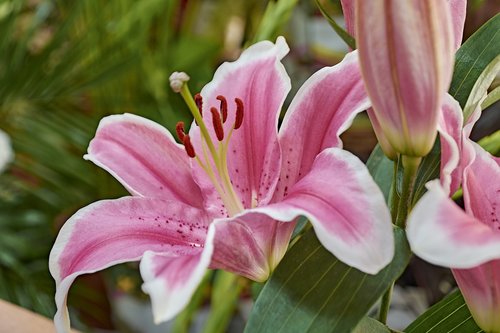 flower  garden  plant