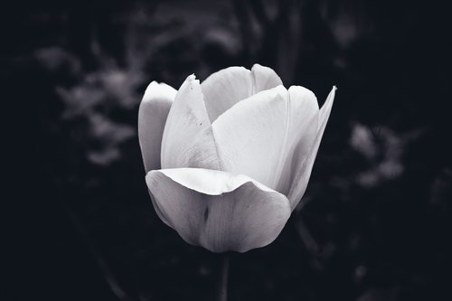 flower  tulip  spring