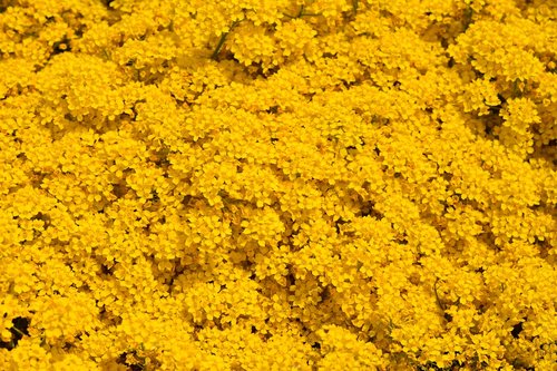 flower  yellow flowers  carpet of yellow flowers