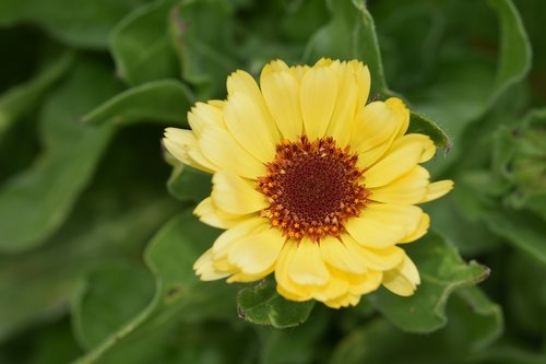flower  yellow flower  plant
