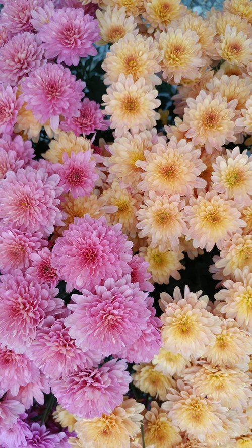 flower  chrysanthemum  blossom