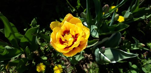 flower  tulipan  tulip
