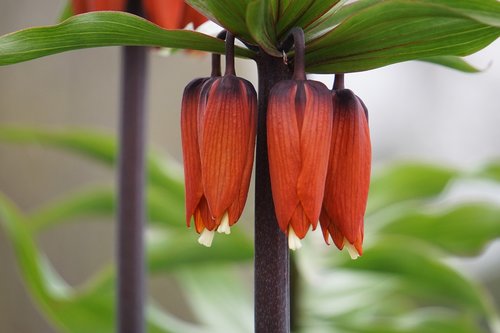 flower  plant  blossom