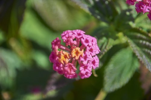 flower  garden  plant