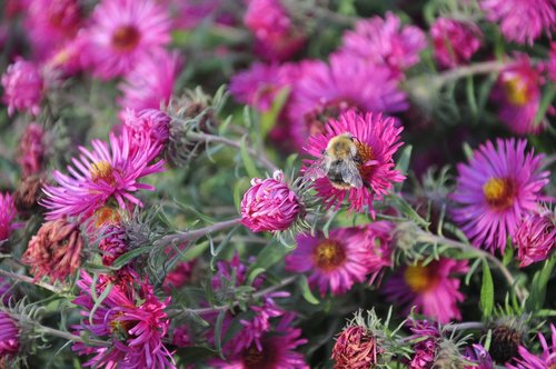 flower  nature  blossom