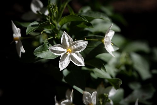 flower  flowers  white