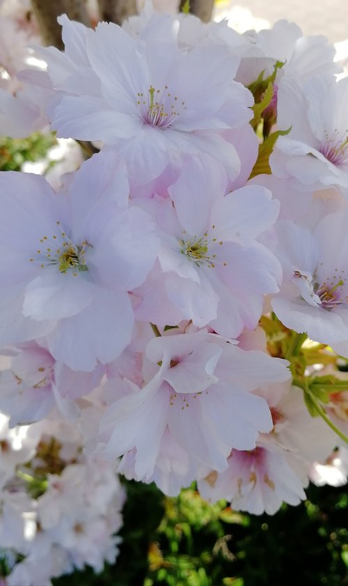 flower  cherry tree  flashmemo