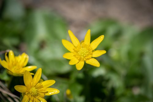 flower  yellow  flowers